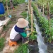 Perawatan tanaman cabai di Kebun Botol. Foto/Dokumentasi Kebun Botol