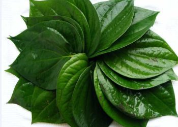 Daun Sirih, Rahasia Alami Kesehatan Perempuan. Foto/Pinterest