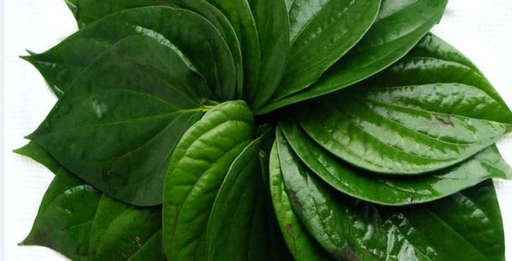 Daun Sirih, Rahasia Alami Kesehatan Perempuan. Foto/Pinterest