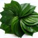 Daun Sirih, Rahasia Alami Kesehatan Perempuan. Foto/Pinterest