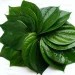 Daun Sirih, Rahasia Alami Kesehatan Perempuan. Foto/Pinterest