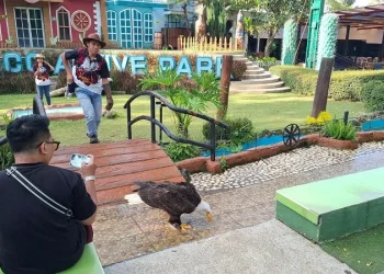 Sensasi melihat dari dekat aksi burung predator di Eco Active Park Foto: Azmy