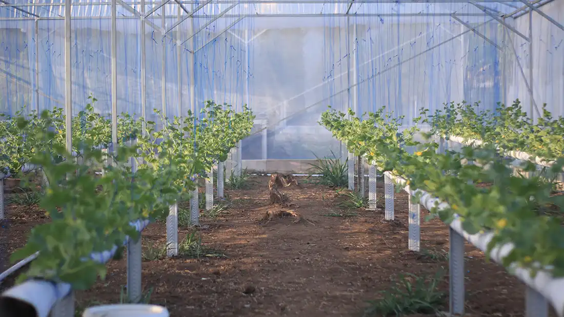 Greenhouse