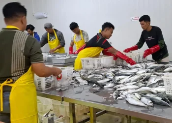 Konsumsi ikan di Kabupaten Malang