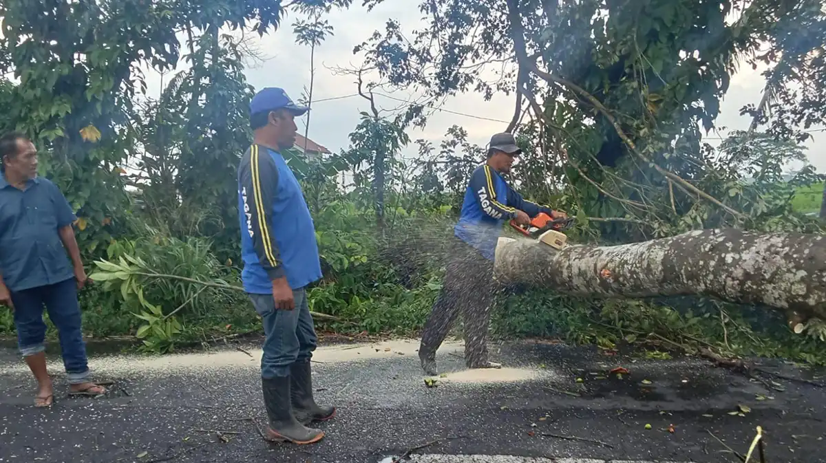 penebangan pohon tumbang