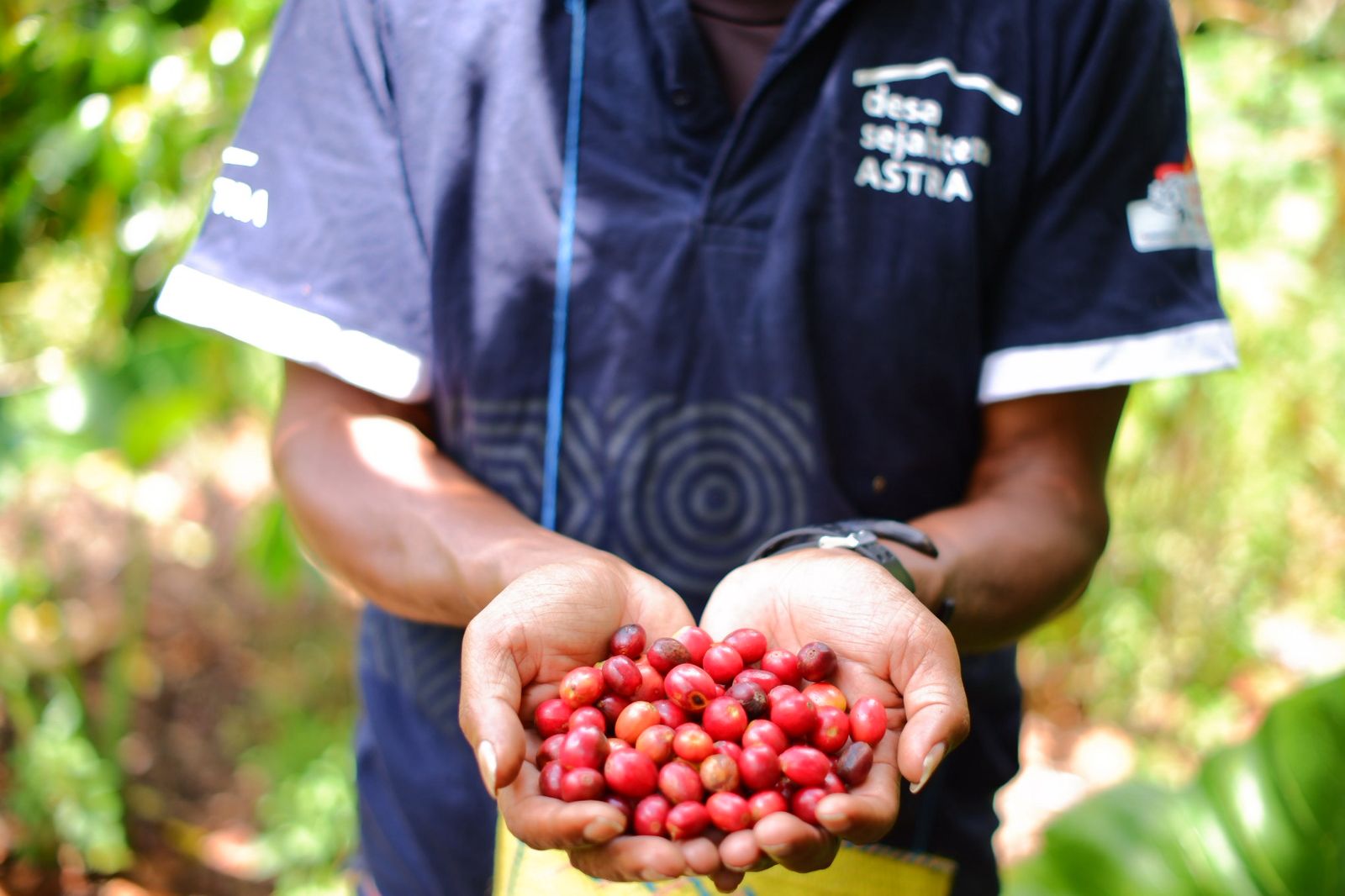 Hasil budidaya kopi Desa Sejahtera Astra. Foto: dok. Astra