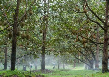 Ilustrasi wisata petik dunian. (Foto/pixabay)