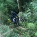 Jeep Hardtop terperosok ke jurang di Desa Ngadas, Kecamatan Poncokusumo. Foto: Polsek Poncokusumo