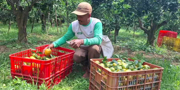 Kabupaten Malang penghasil jeruk