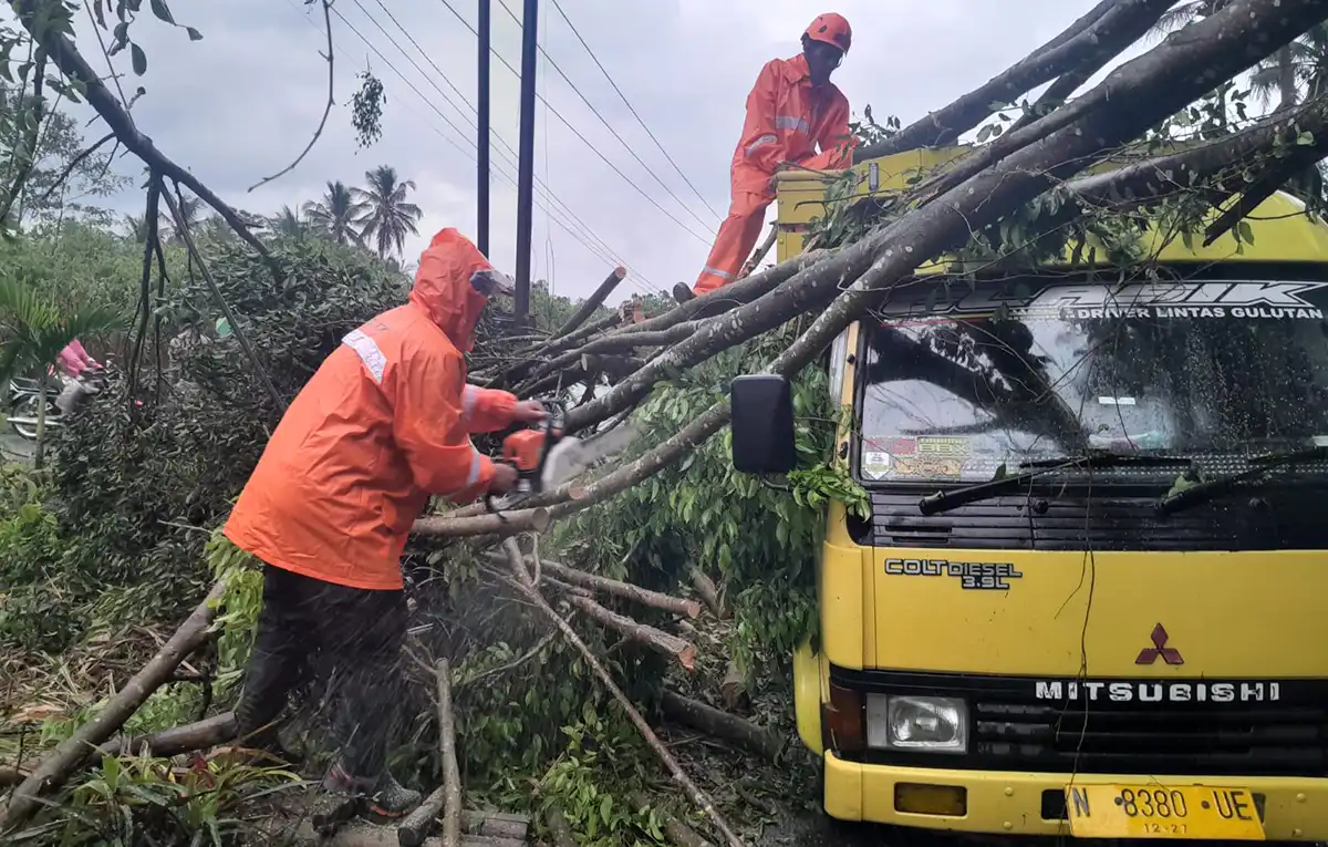 Pohon tumbang