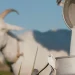 Susu Etawa