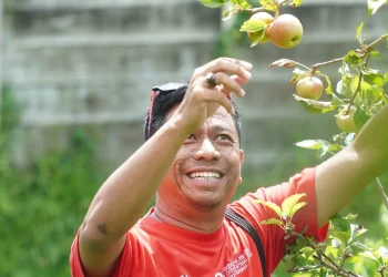 Peserta ICCF 2025 saat menikmati apel langsung dari pohonnya di Kota Batu. Foto: Istimewa