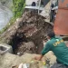 Lonsor di Bantaran Sungai Kaliasem Lumajang. Foto/dok
