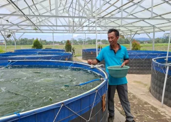 Petani ikan nila dan lele di Kabupaten Malang. Foto: Aisyah Nawangsari Putri