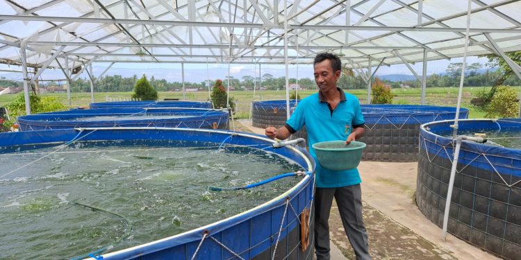 Petani ikan nila dan lele di Kabupaten Malang. Foto: Aisyah Nawangsari Putri