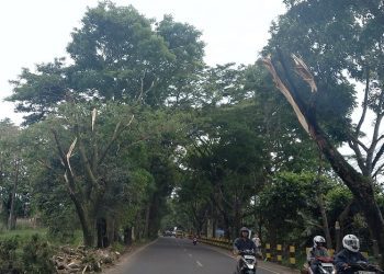 Jalur lalu lintas dengan pohon pohon rawan tumbang di Kota Malang. (Foto/M Sholeh)