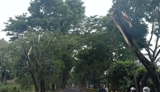 Jalur lalu lintas dengan pohon pohon rawan tumbang di Kota Malang. (Foto/M Sholeh)