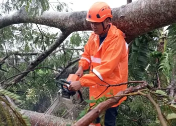 Pohon tumbang