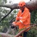 Pohon tumbang