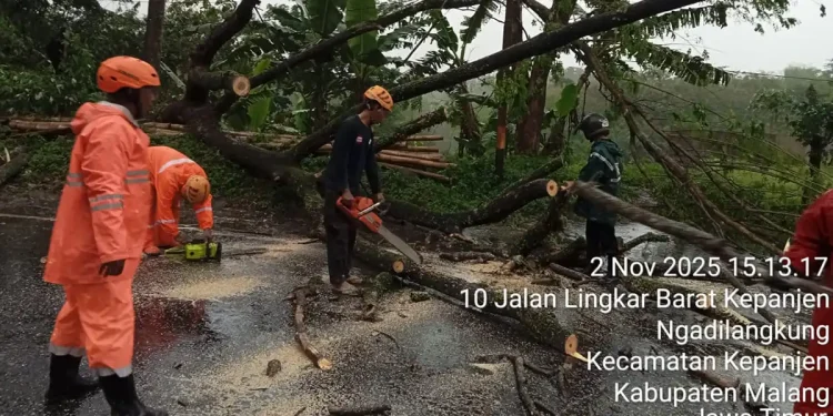 Pohon trembesi