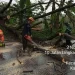 Pohon trembesi