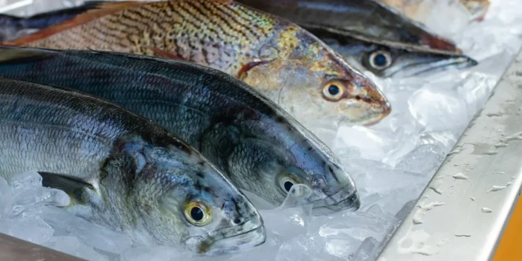 Ikan dianggap sebagai salah satu makanan pembawa keberuntungan. Foto: Unsplash.com/camila igisk