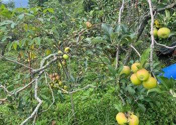 Rekomendasi oleh-oleh Kota Batu terbaik untuk buah tangan libur akhir tahun 2025, mulai dari buah apel hingga susu segar. /Foto: Tugumalang.id/Bagus Rachmad Saputra.
