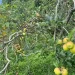 Rekomendasi oleh-oleh Kota Batu terbaik untuk buah tangan libur akhir tahun 2025, mulai dari buah apel hingga susu segar. /Foto: Tugumalang.id/Bagus Rachmad Saputra.