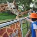 Rekomendasi mini zoo di Malang yang cocok dijadikan destinasi wisata bersama keluarga di momen libur akhir tahun 2025. /Foto: Google Review Batu Secret Zoo/Nana Diyana.