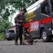 Anjing K9