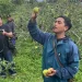 Petik Apel