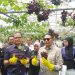 Wali Kota Malang, Wahyu Hidayat meresmikan wisata edukasi petik anggur di Kota Malang. (Foto/M Sholeh)