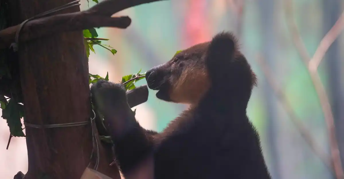 Batu Secret Zoo
