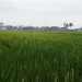 Lahan sawah
