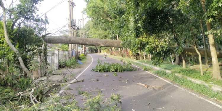 Pohon tumbang di Kota Malang akibat angin kencang dan cuaca ekstrim. (Foto/dok. BPBD Kota Malang)
