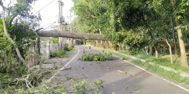 Pohon tumbang di Kota Malang akibat angin kencang dan cuaca ekstrim. (Foto/dok. BPBD Kota Malang)