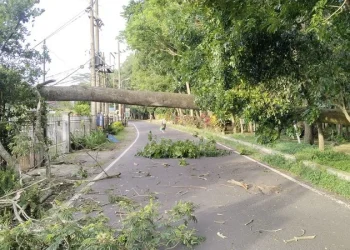 Pohon tumbang akibat cuaca sktrem angin kencang di Kota Malang. (Foto/dok. BPBD Kota Malang)