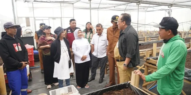Wakil Bupati Malang, Lathifah Shohib meninjau screen house budidaya kentang di Desa Ngadas. Foto: Pemkab Malang