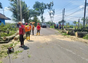 Petugas membersihkan pohon tumbang yang sempat menutupi jalan. Foto: BPBD Kabupaten Malang