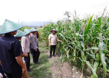 Wawali Kota Batu Heli Suyanto saat mengikuti panen raya jagung serentak nasional di Bumi Lumbung Desa Pendem. Foto: Prokopim KWB