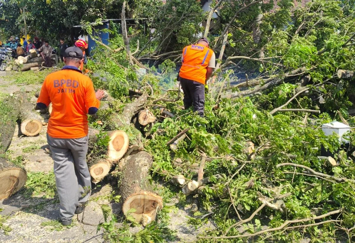 Petugas memotong pohon trembesi yang tumbang di Bululawang. Foto: BPBD Kabupaten Malang