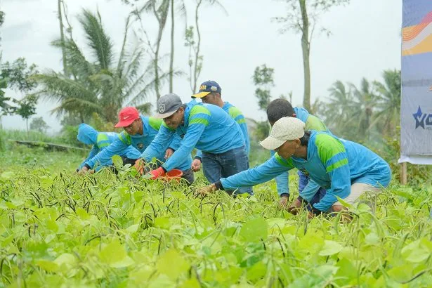 Lapas Malang dan warga binaannya melakukan panen raya untuk disalurkan ke Sumatera. (Foto/Dok. Lapas Malang)