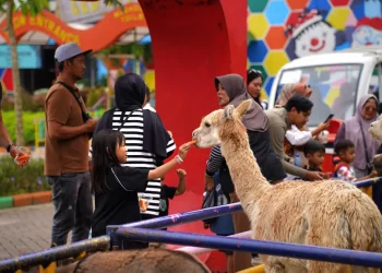 Sensasi feeding satwa sambil istirahat di Rest Area Drive Thru Park. Foto: Dok. Jatim Park