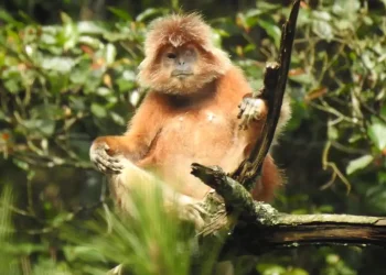 Lutung jawa
