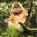 Lutung jawa
