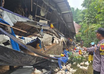 Kondisi kandang ayam yang ambruk. Foto: Polres Malang