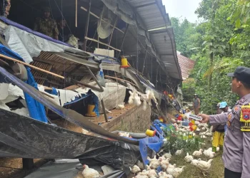 Kondisi kandang ayam yang ambruk. Foto: Polres Malang