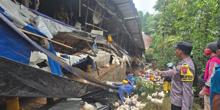 Kondisi kandang ayam yang ambruk. Foto: Polres Malang