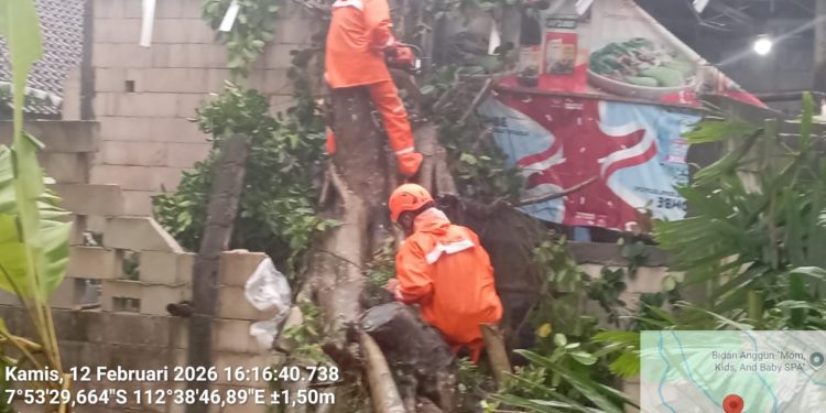 Petugas memotong pohon beringin yang tumbang timpa rumah warga. Foto: BPBD Kabupaten Malang