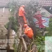 Petugas memotong pohon beringin yang tumbang timpa rumah warga. Foto: BPBD Kabupaten Malang